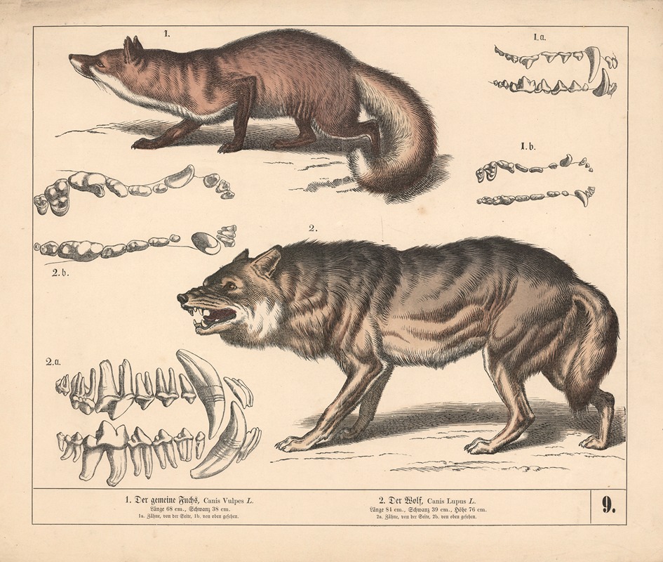 1. Der gemeine Fuchs. 2. Der Wolf. by Генрих Лейтеман, 1882 — digital art print download