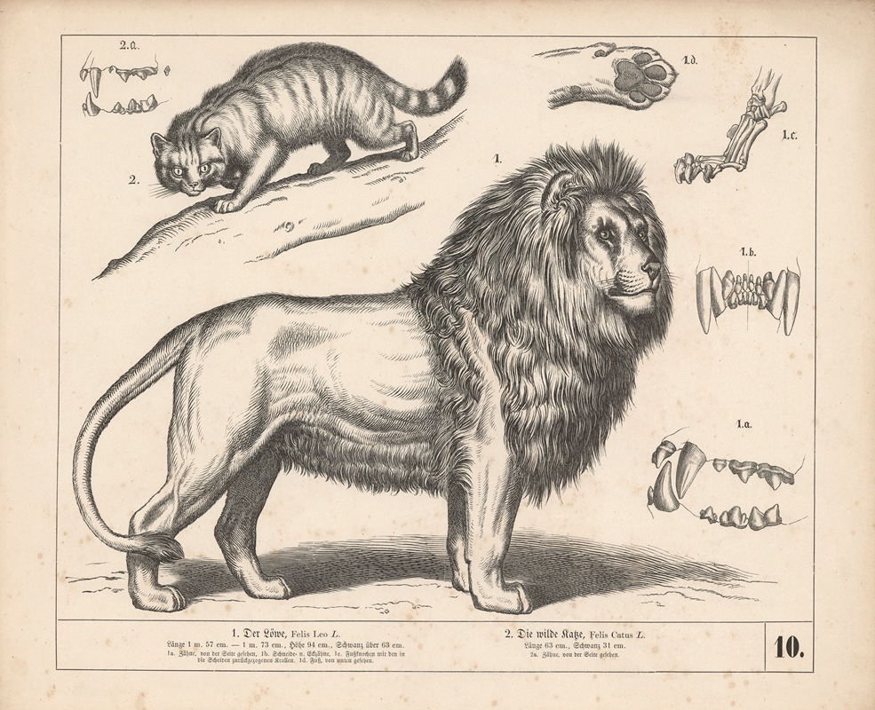 1. Der Löwe. 2. Die wilde Katze. by Генрих Лейтеман, 1882 — digital art print download