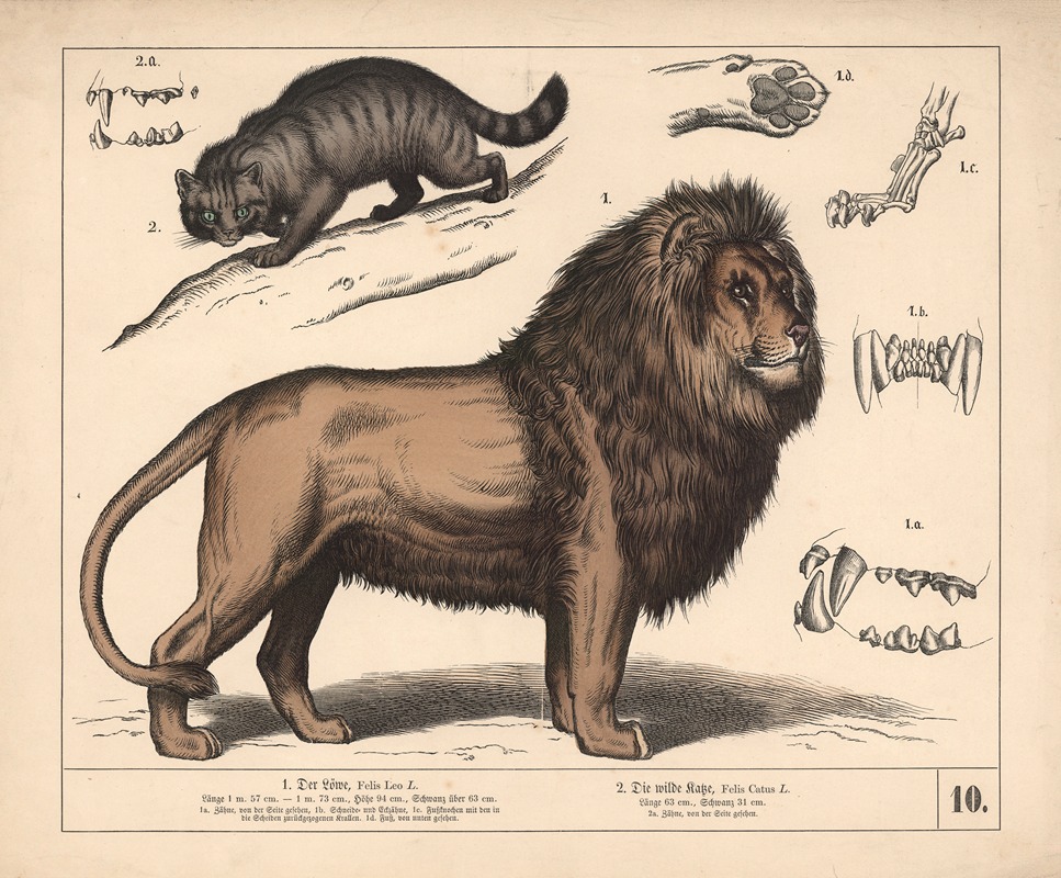 1. Der Löwe. 2. Die wilde Katze by Генрих Лейтеман, 1882 — digital art print download