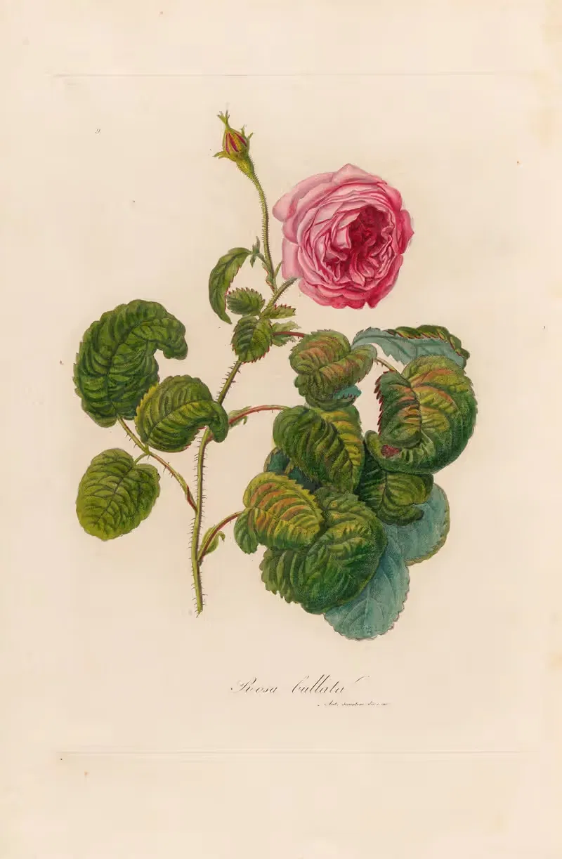 Rosa bullata by Gaetano Savi, 1818-1824 — digital art print download