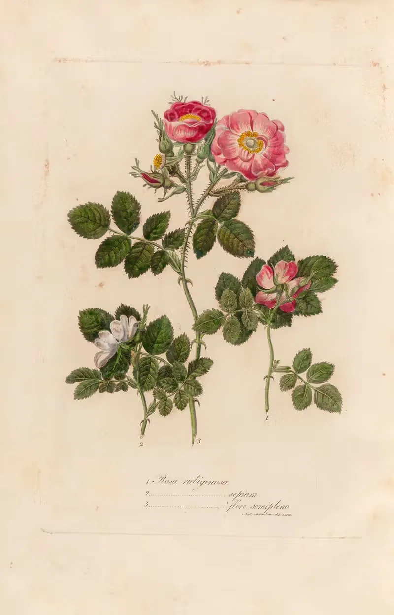 Rosa rubiginosa by Gaetano Savi, 1818-1824 — digital art print download