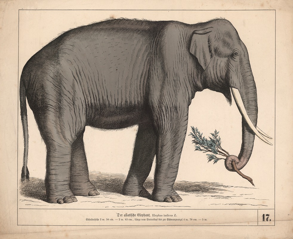Der asiatische Elephant. by Генрих Лейтеман, 1882 — digital art print download