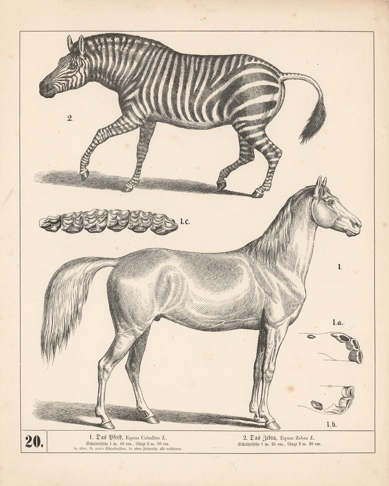 1. Das Pferd. 2. Das Zebra by Генрих Лейтеман, 1882 — digital art print download
