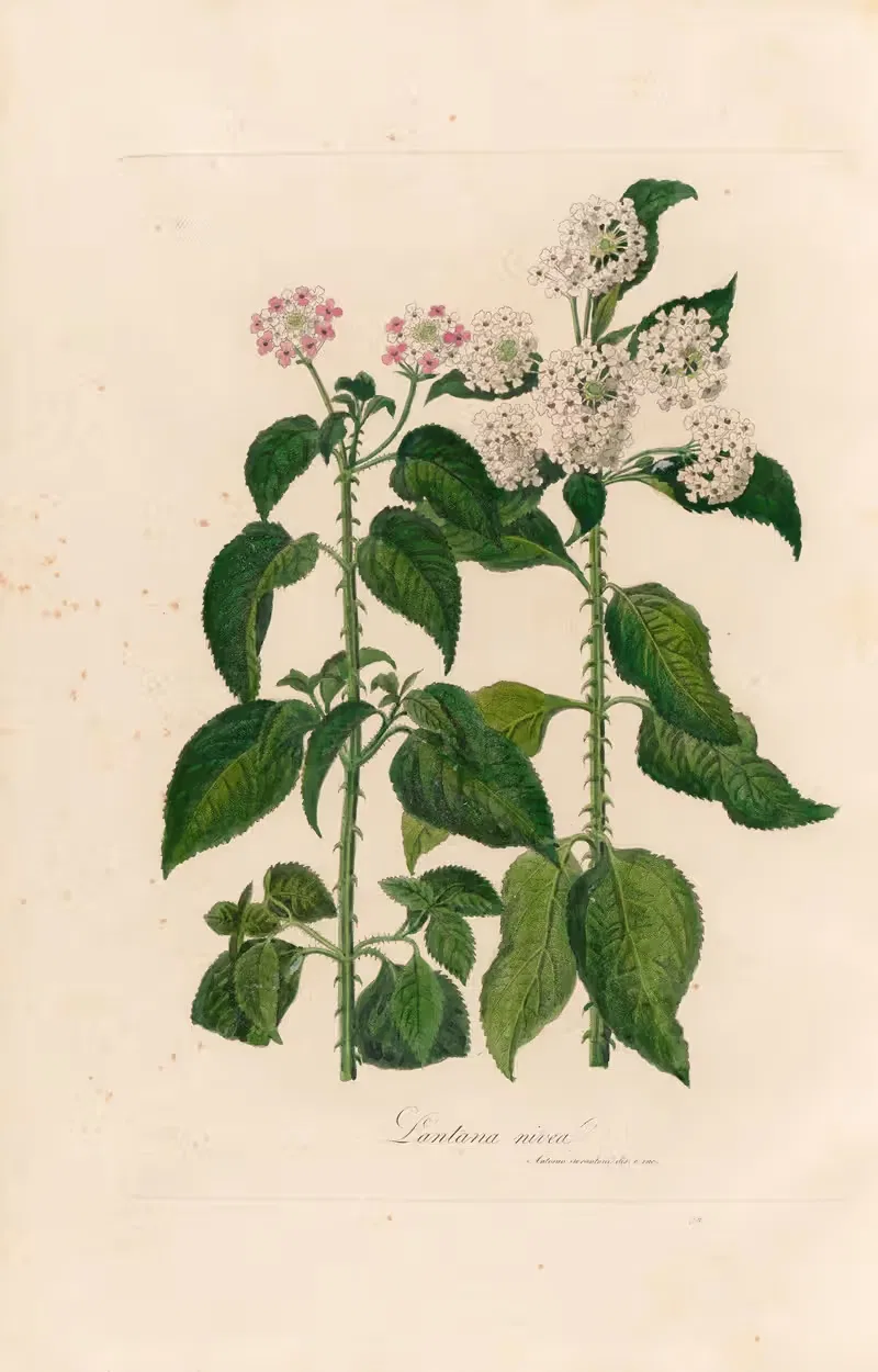 Lantana nivea by Gaetano Savi, 1818-1824 — digital art print download