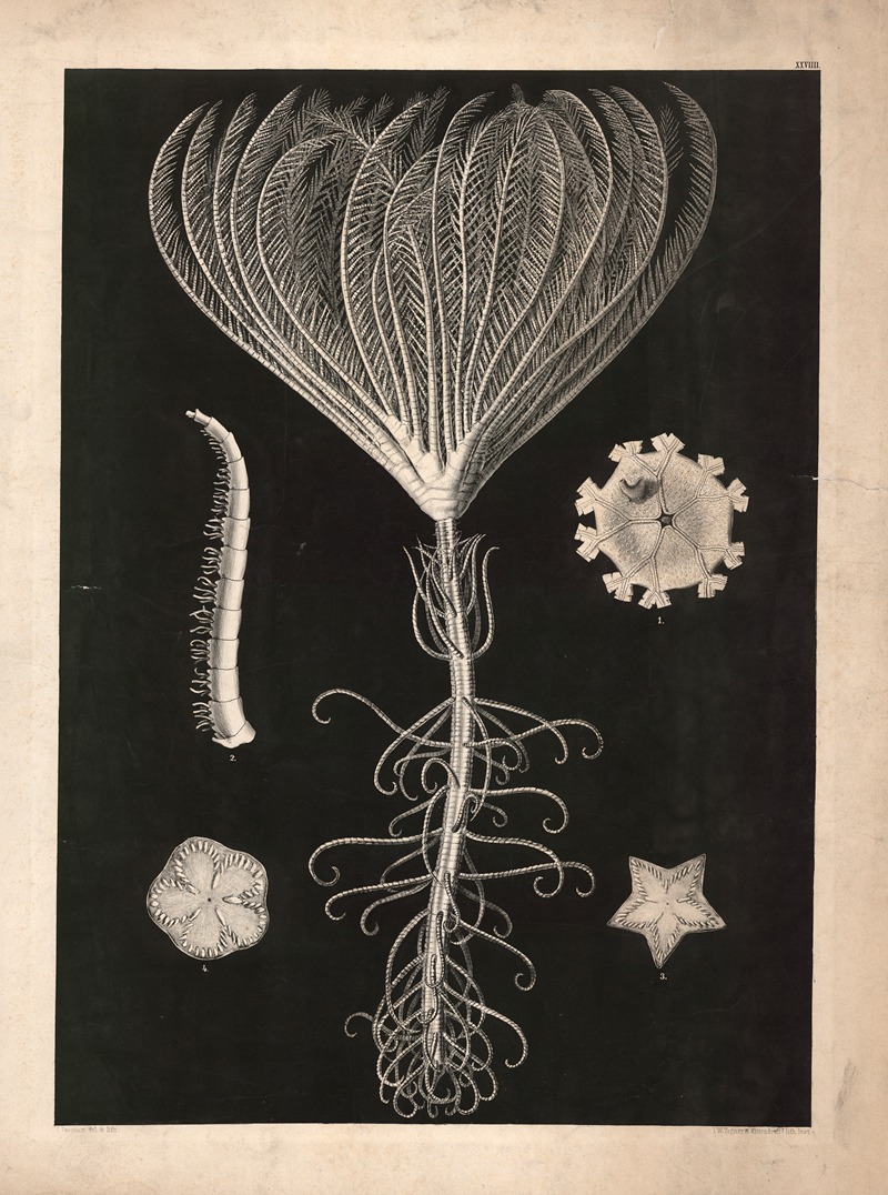 Aquatic animals by Isaac Wilhelm Tegner, 1885 — digital art print download