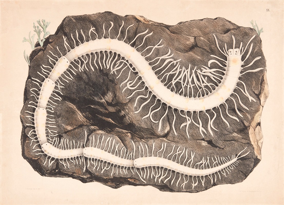 Organisms by Isaac Wilhelm Tegner, 1885 — digital art print download