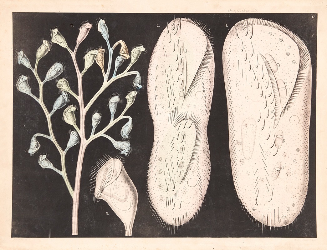 Organisms by Isaac Wilhelm Tegner, 1885 — digital art print download