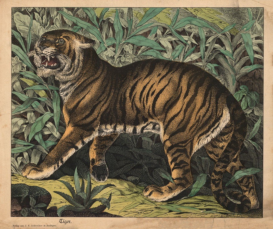 Tiger by Й.Ф. Шрайбер, 1900 — digital art print download