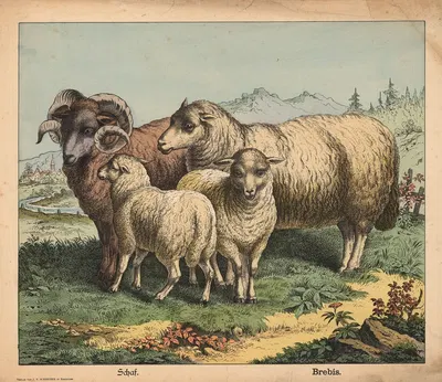 Sheep by J.F. Schreiber, 1900 — digital art print download