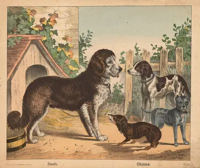 Dogs by Й.Ф. Шрайбер, 1900 — digital art print download