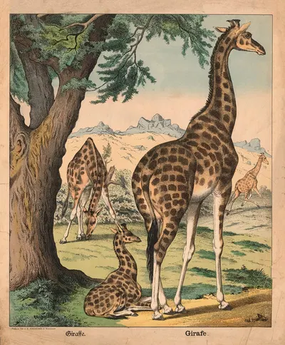 Giraffe by J.F. Schreiber, 1900 — digital art print download