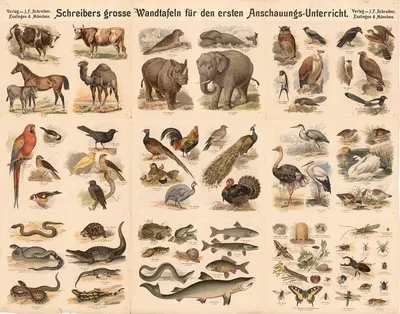 9 pictures with domestic and wild animals by Й.Ф. Шрайбер, 1890 — digital art print download