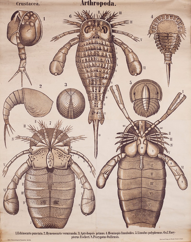 Arthropods by Karl Alfred Zittel, 1907 — digital art print download