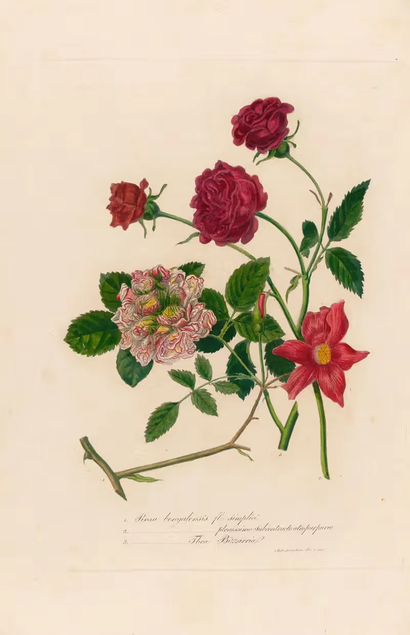 Rosa bengalensis by Gaetano Savi, 1818-1824 — digital art print download