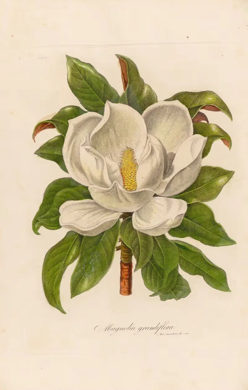 Magnolia grandiflora by Gaetano Savi, 1818-1824 — digital art print download