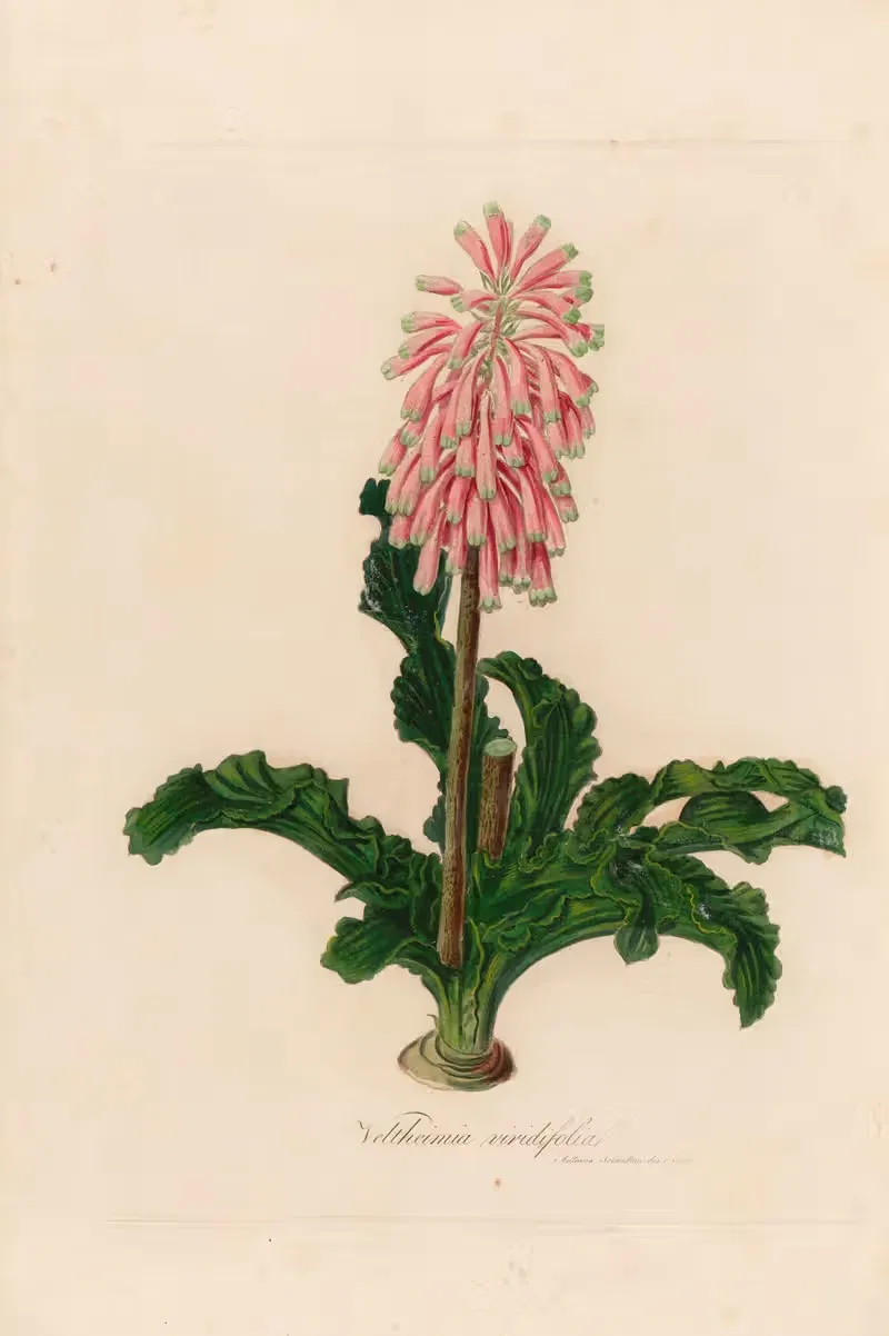 Veltheimia viridifolia by Gaetano Savi, 1818-1824 — digital art print download