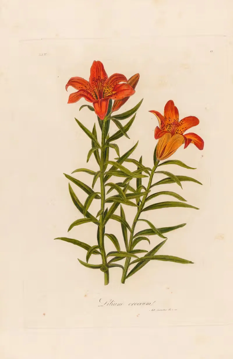 Lilium croceum by Gaetano Savi, 1818-1824 — digital art print download