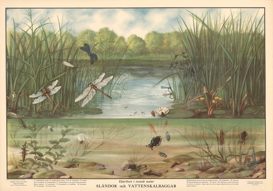 Dragonflies and Water Beetles by Макс Рихтер, 1950 — digital art print download