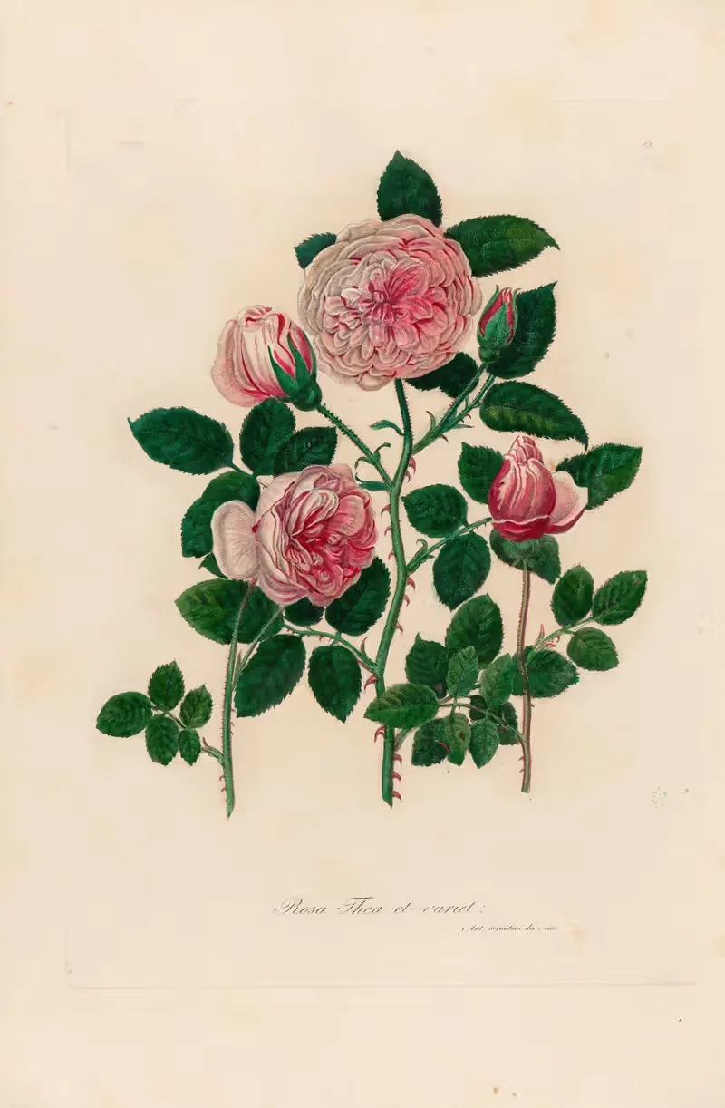 Rosa Thea et variet by Gaetano Savi, 1818-1824 — digital art print download