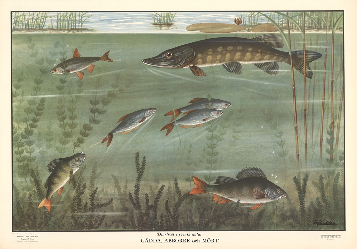 Pike, perch and roach by Макс Рихтер, 1950 — digital art print download
