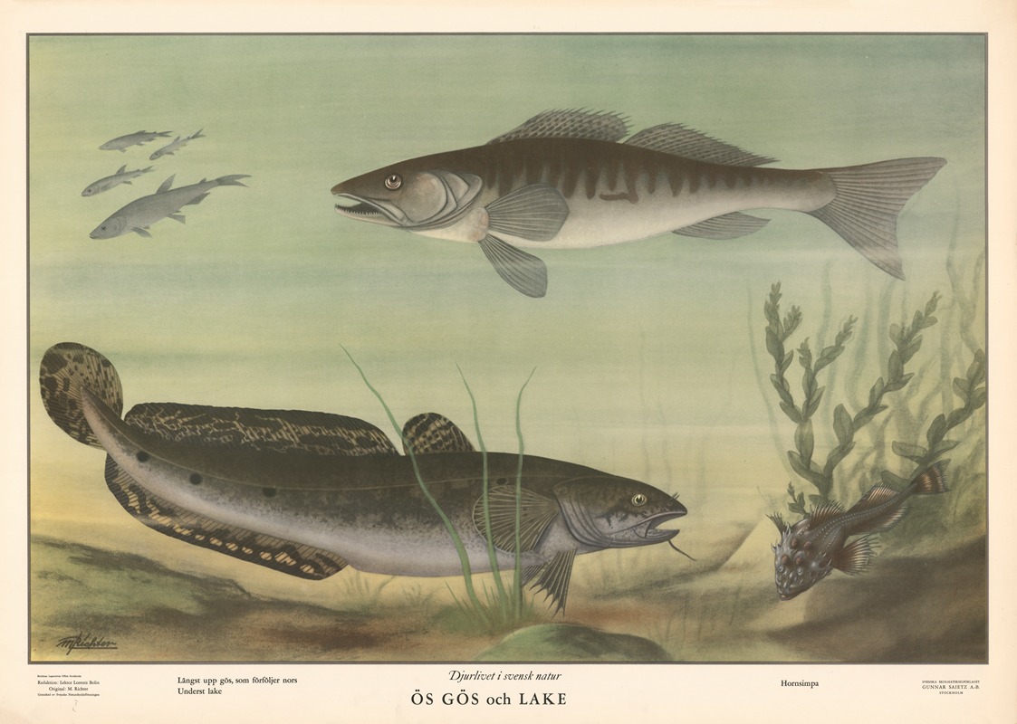 Zander and pike by Макс Рихтер, 1950 — digital art print download