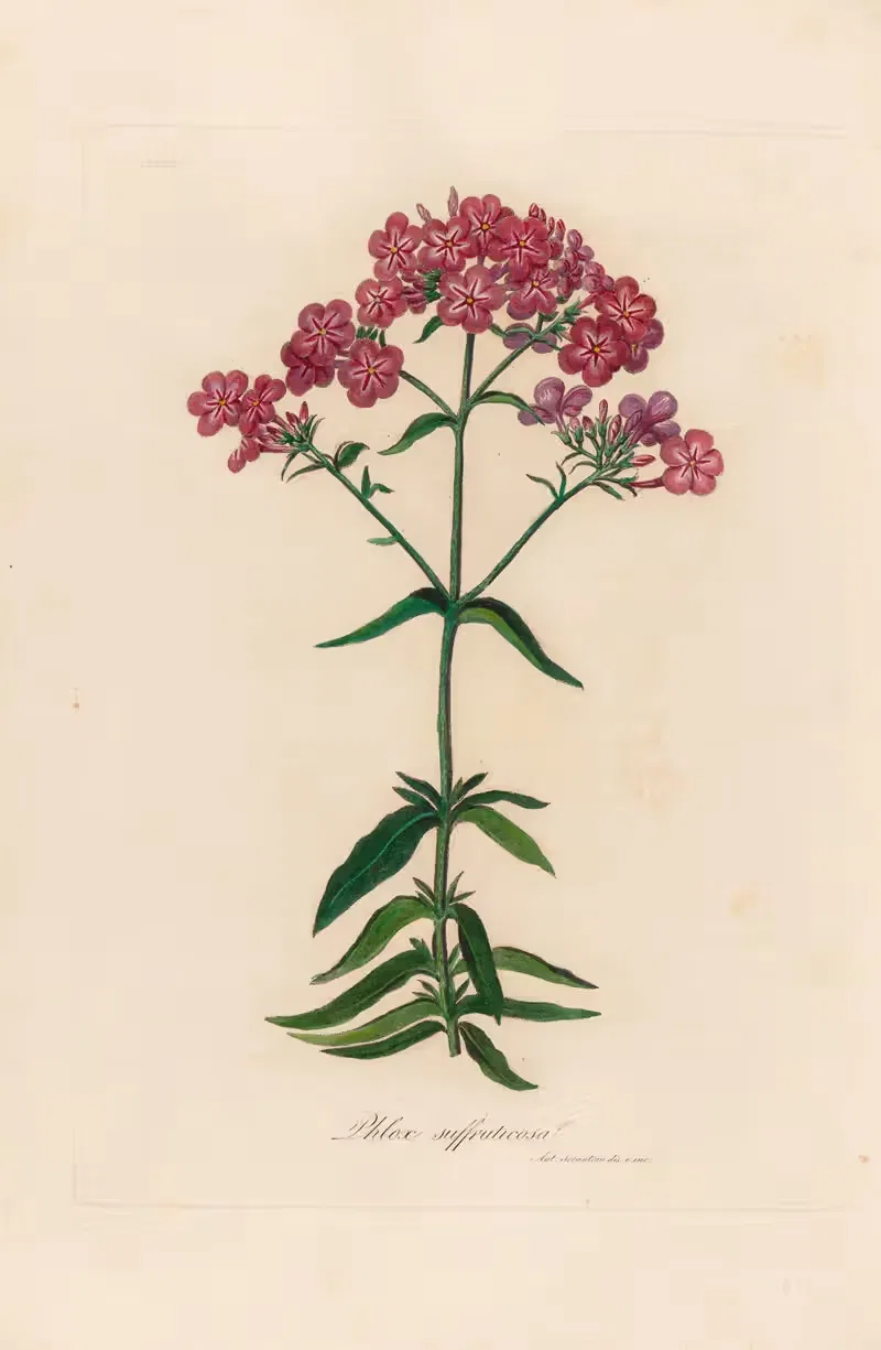 Phlox suffruticosa by Gaetano Savi, 1818-1824 — digital art print download