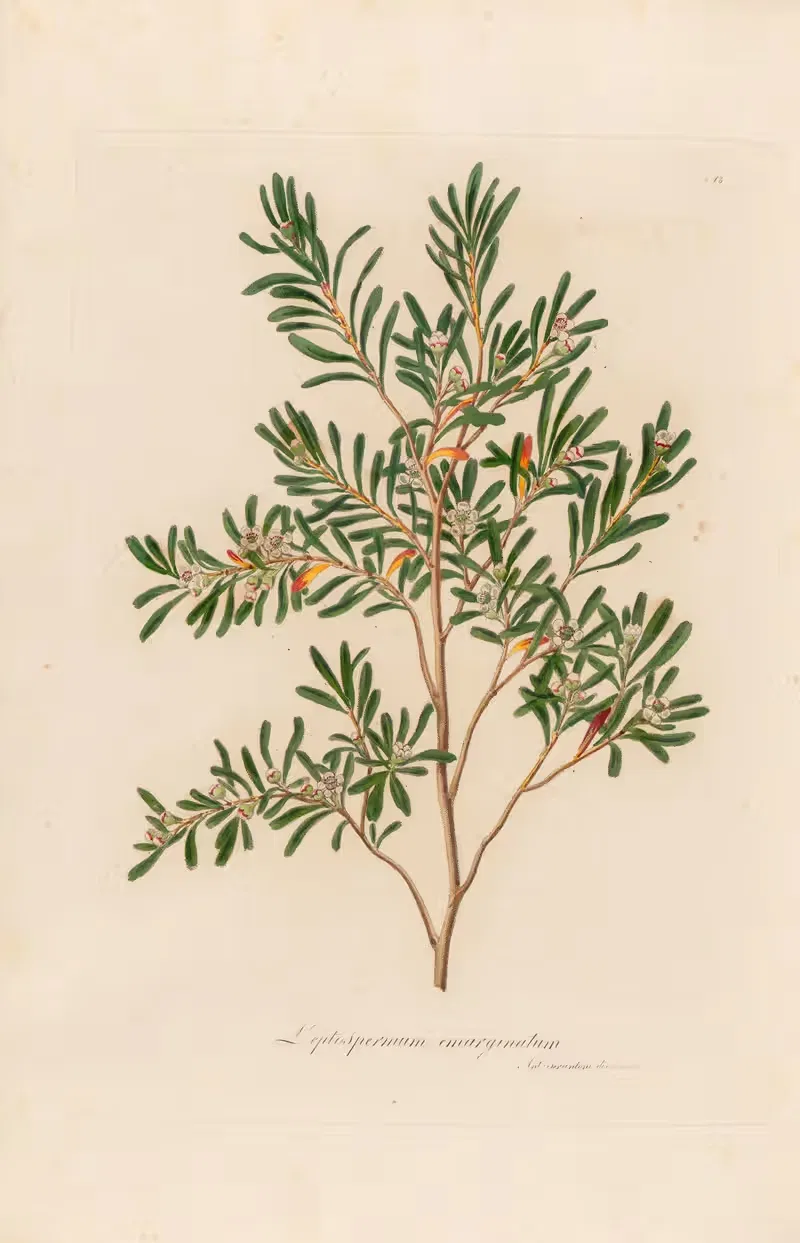 Leptospermum emarginatum by Gaetano Savi, 1818-1824 — digital art print download