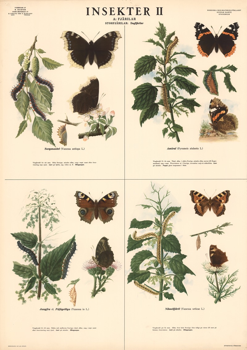 Insekter II by Макс Рихтер, 1939 — digital art print download