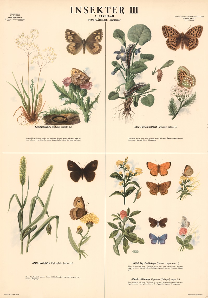 Insekter III by Макс Рихтер, 1939 — digital art print download