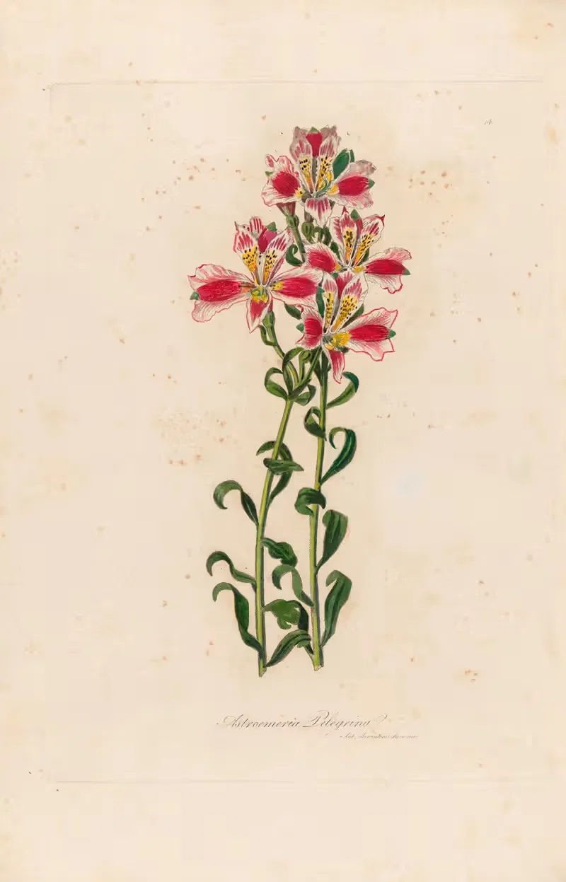 Astroemeria Pelegrina by Gaetano Savi, 1818-1824 — digital art print download