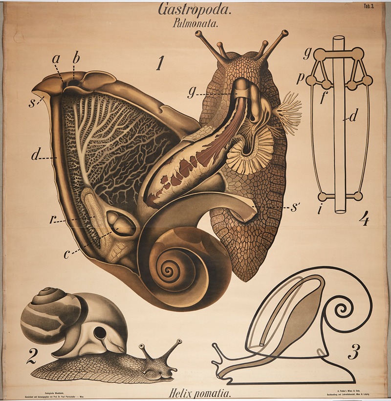 Burgundy snail by Paul Pfurtscheller, 1904 — digital art print download