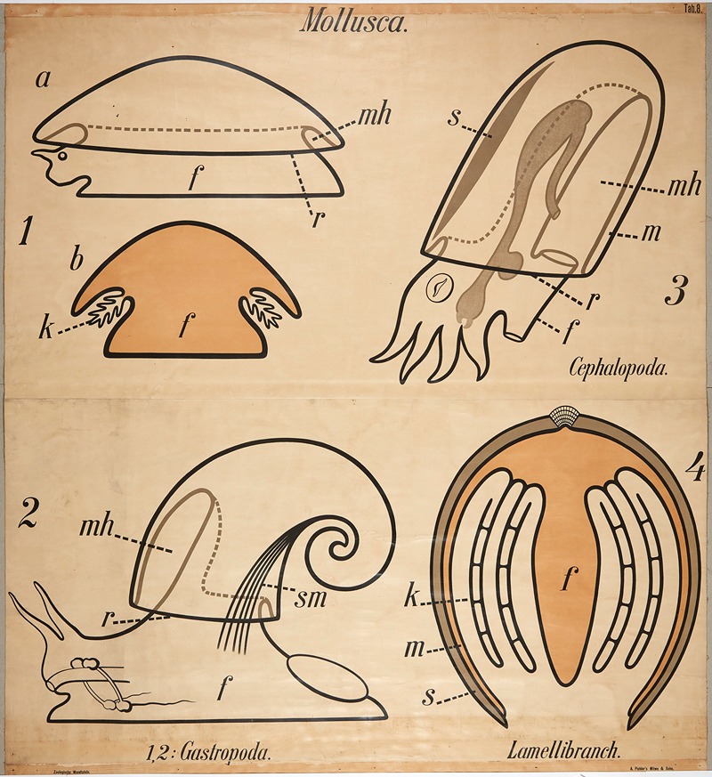 Mollusks by Paul Pfurtscheller, 1904 — digital art print download