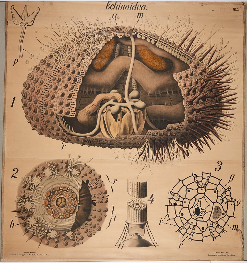 Sea urchin by Paul Pfurtscheller, 1904 — digital art print download