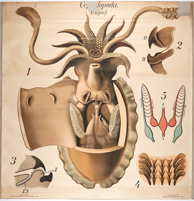 Cuttlefish by Paul Pfurtscheller, 1904 — digital art print download