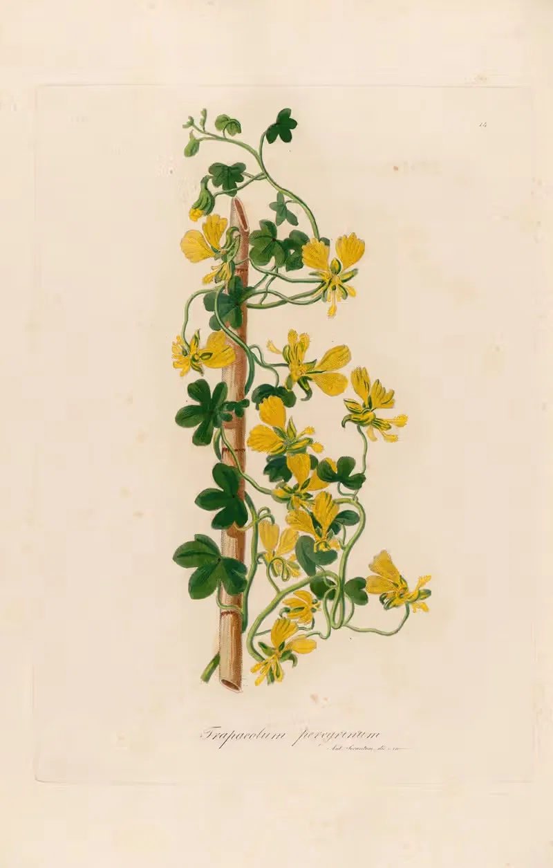 Trapaeolum peregrinum by Gaetano Savi, 1818-1824 — digital art print download