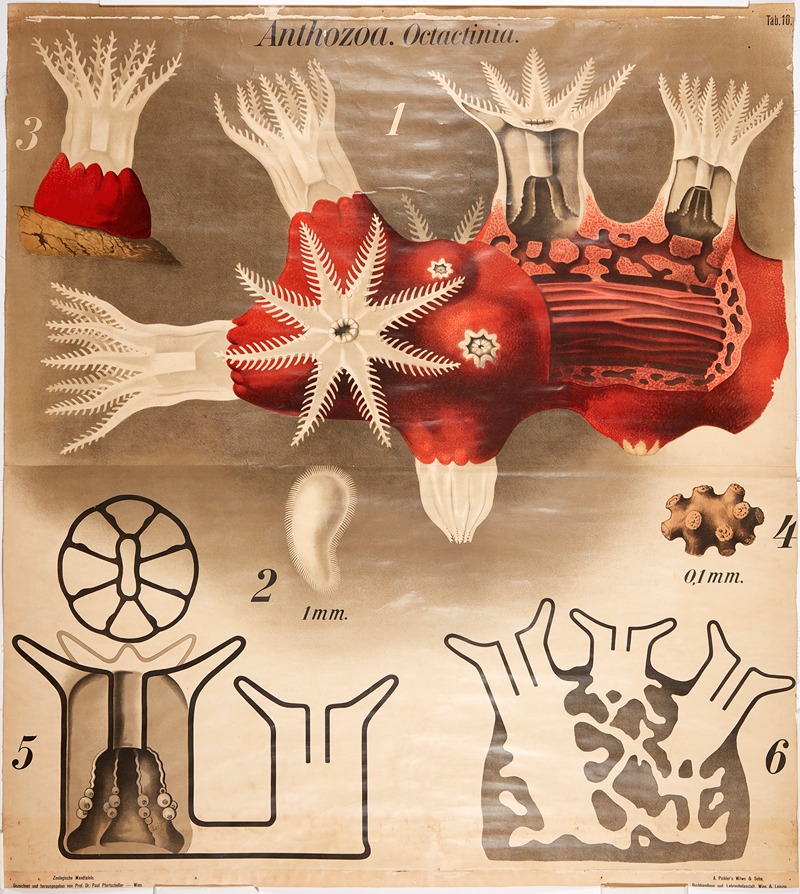 Sea anemones by Paul Pfurtscheller, 1904 — digital art print download