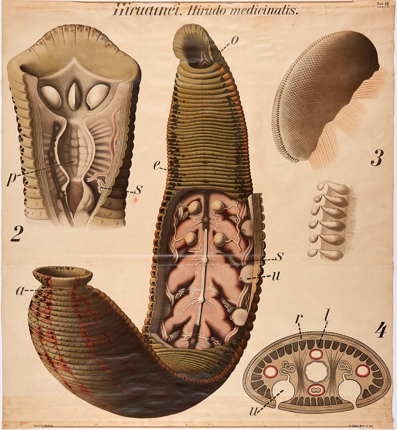 Leeches by Paul Pfurtscheller, 1904 — digital art print download