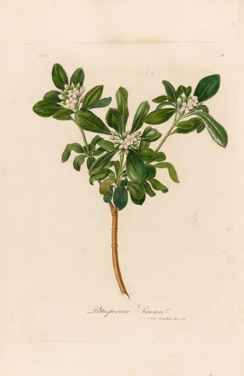 Pittosporum Sinense by Gaetano Savi, 1818-1824 — digital art print download