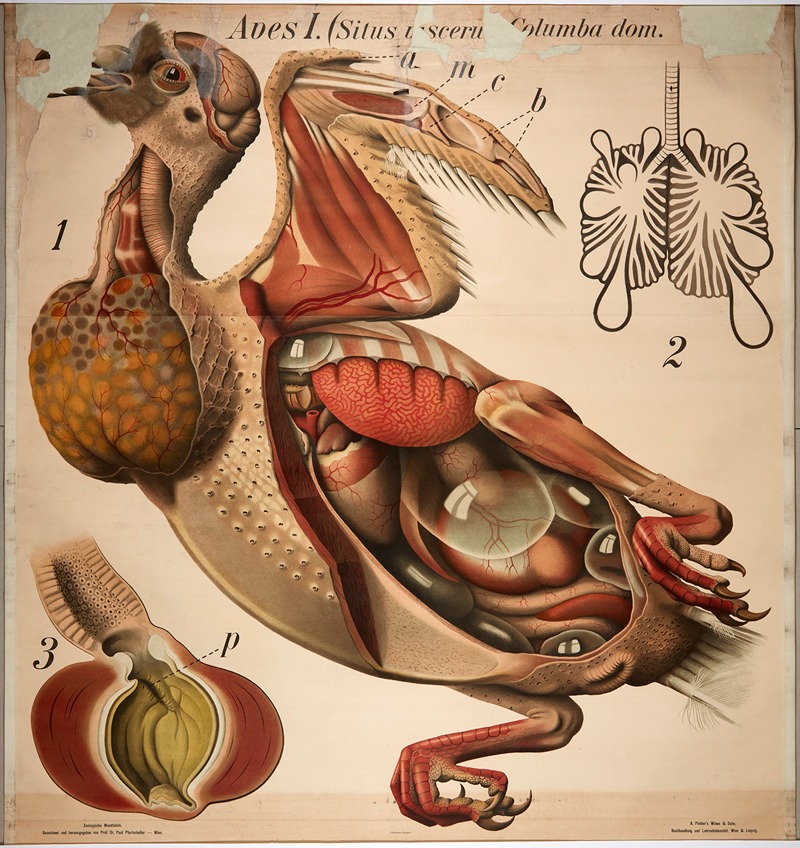 Pigeon by Paul Pfurtscheller, 1904 — digital art print download