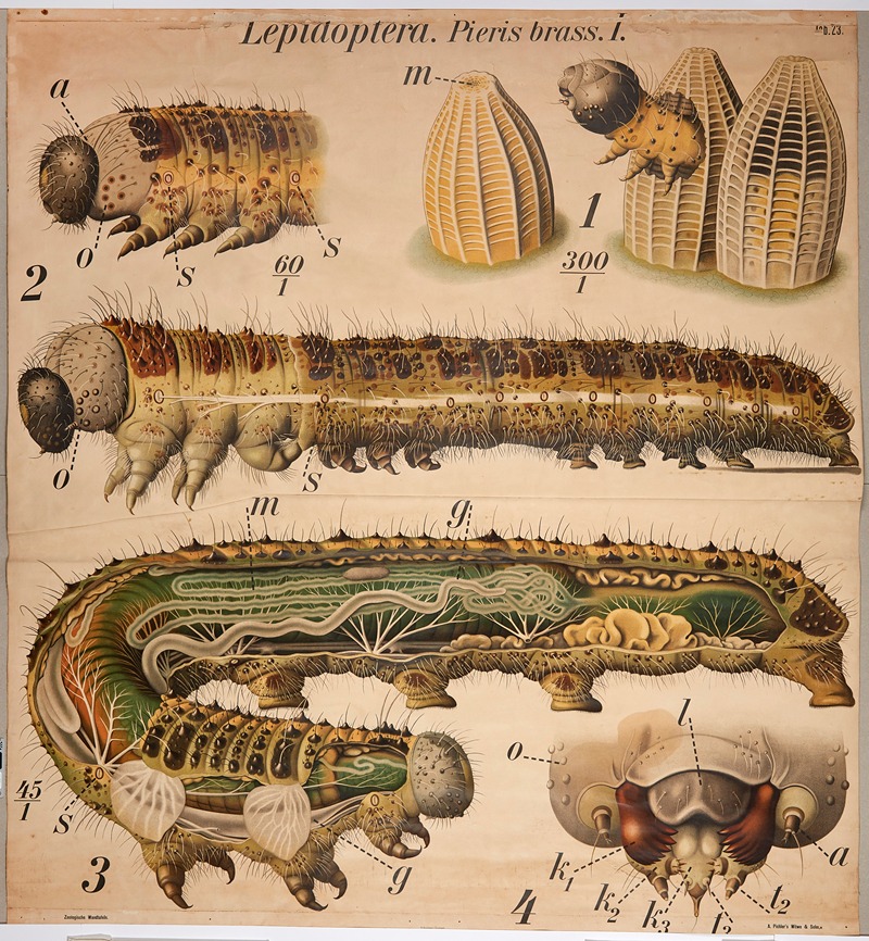 Cabbage butterfly larvae by Paul Pfurtscheller, 1904 — digital art print download