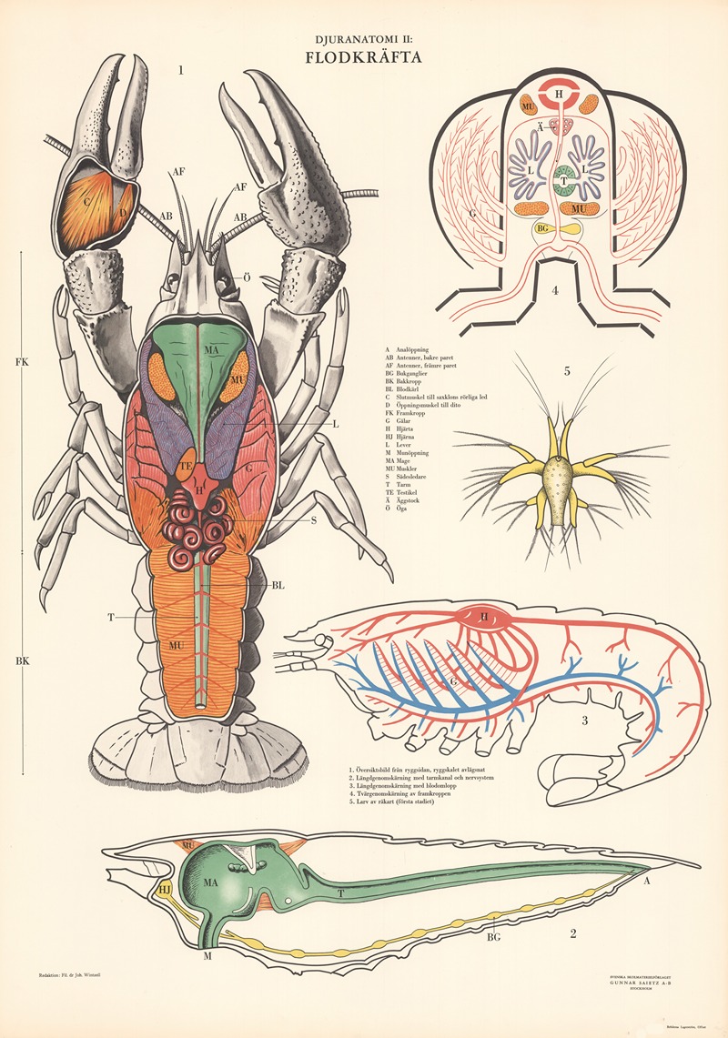 Crayfish by Svenska Skolmaterielförlaget Gunnar Saiåtz A-B, 1950 — digital art print download