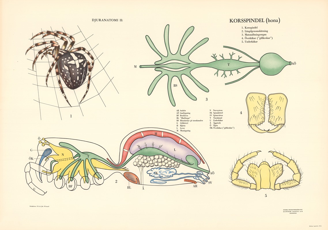 Garden spider by Svenska Skolmaterielförlaget Gunnar Saiåtz A-B, 1950 — digital art print download
