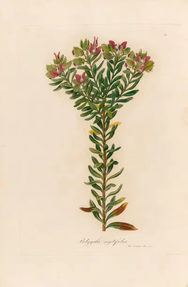 Polygala myrtifolia by Gaetano Savi, 1818-1824 — digital art print download
