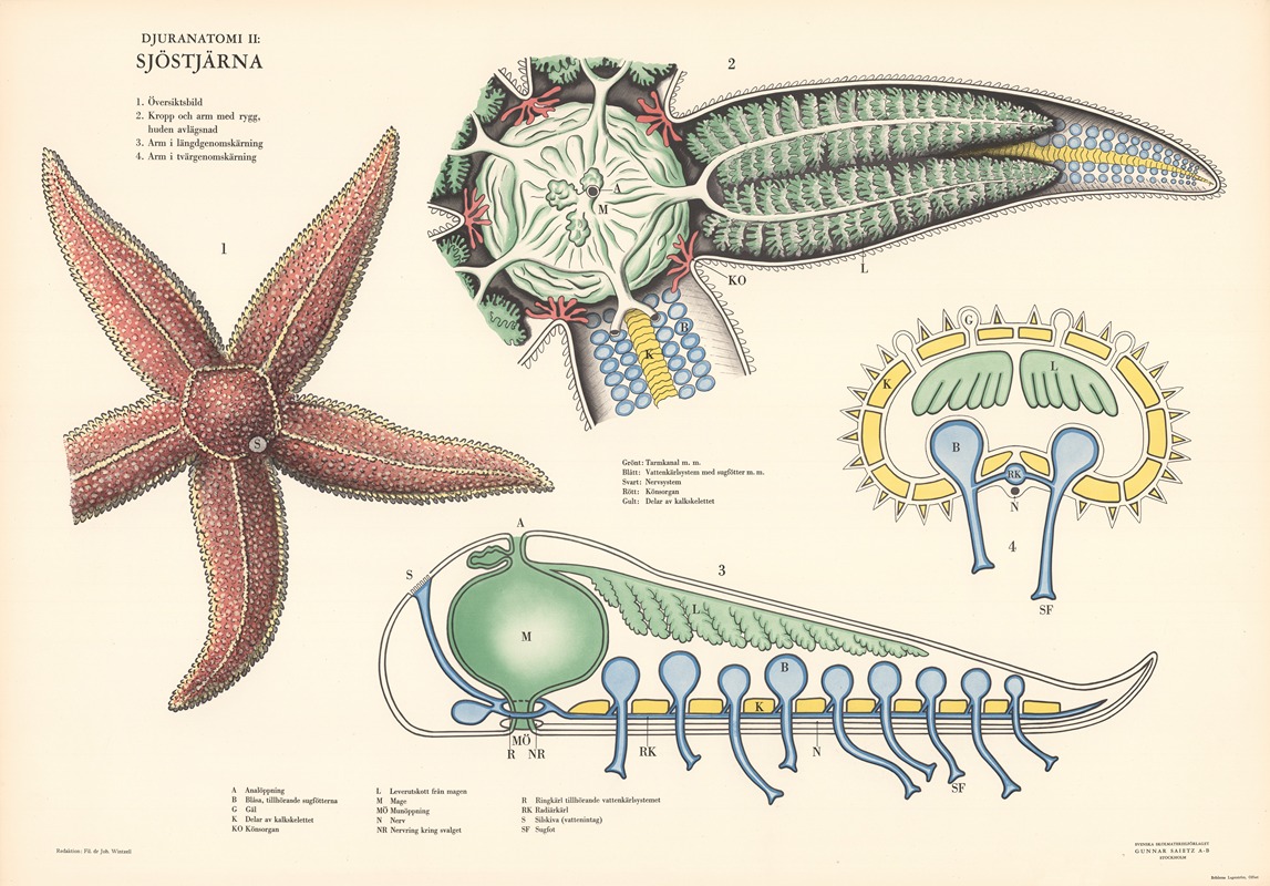 Starfish by Svenska Skolmaterielförlaget Gunnar Saiåtz A-B, 1950 — digital art print download
