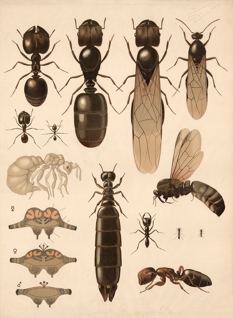 The diversity of ants by Valentin Haecker, 1900 — digital art print download