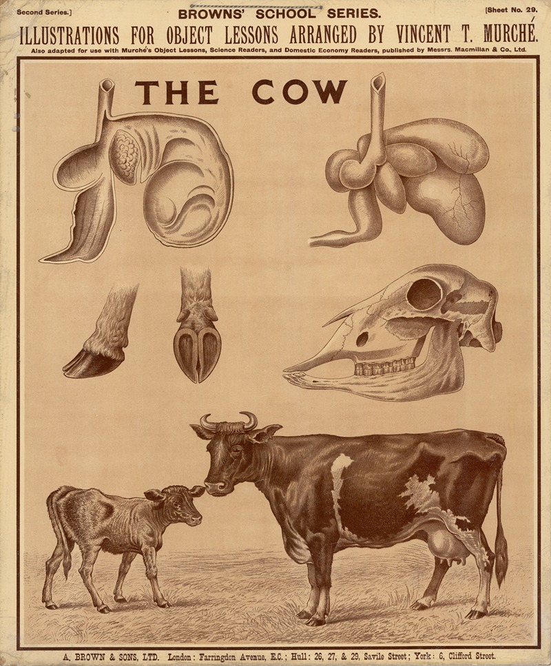 The Cow by Винсент Т. Мюрше, 1905 — digital art print download