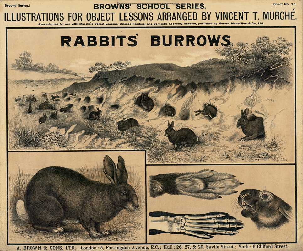 Rabbits Burrows by Винсент Т. Мюрше, 1905 — digital art print download