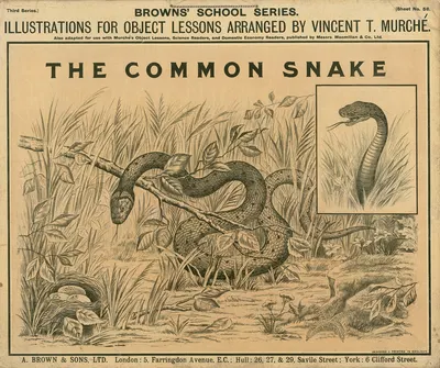 The Common Snake by Винсент Т. Мюрше, 1905 — digital art print download