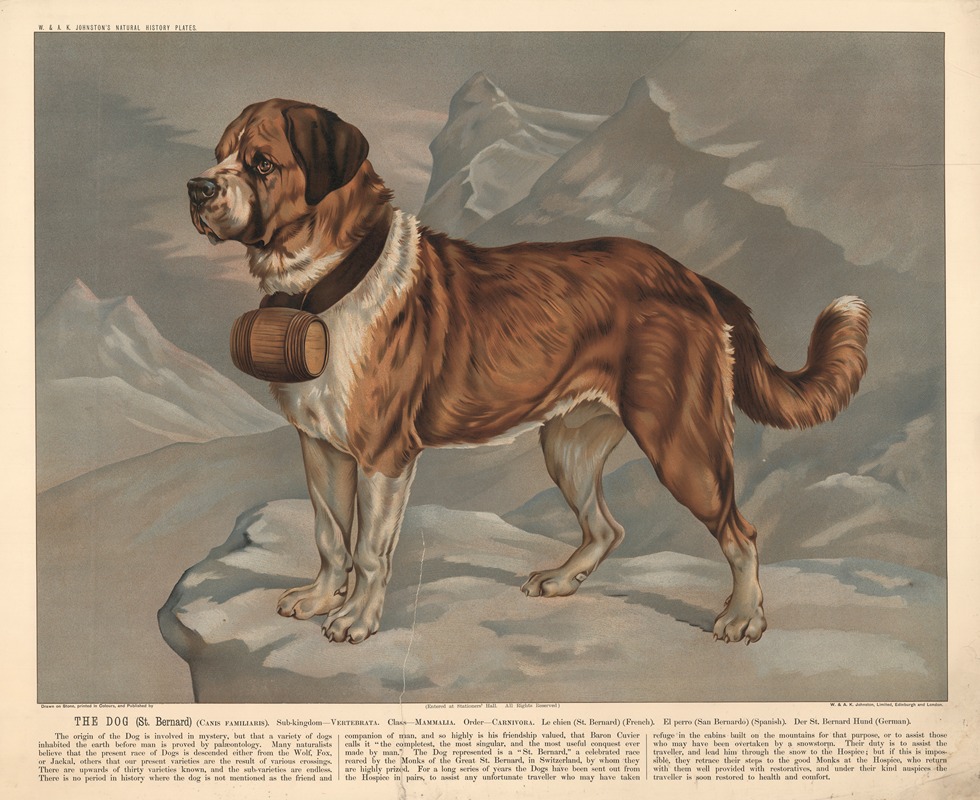 The Dog (St Bernard) by В. и А.К. Джонстон, 1890 — digital art print download