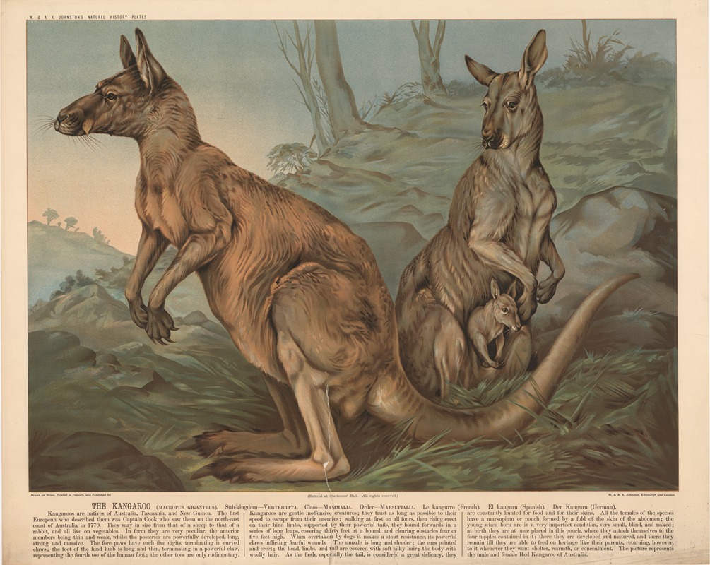The Kangaroo by В. и А.К. Джонстон, 1890 — digital art print download